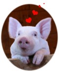 Piglet Love